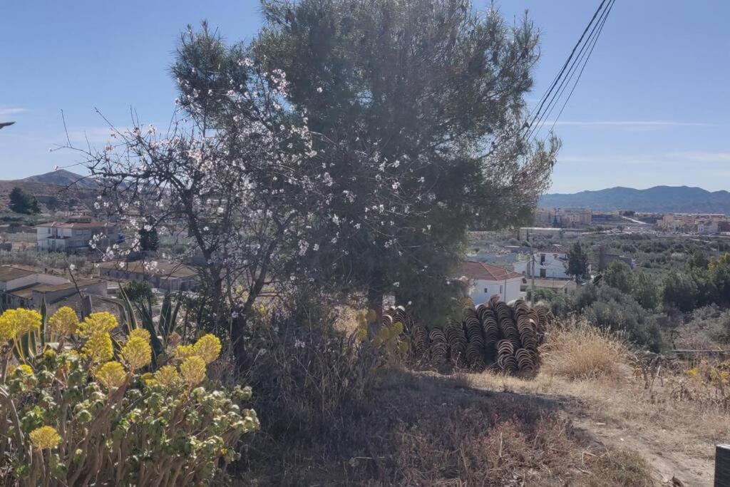 Appartement Rosa With Pool Available Albox Dış mekan fotoğraf